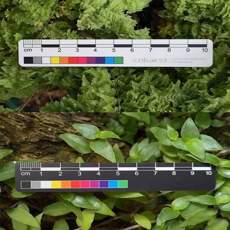 让色彩回归真实：色彩校正工具在跨学科研究中的应用